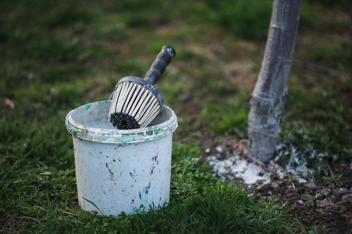 Nova zahrada - bielenie stromov